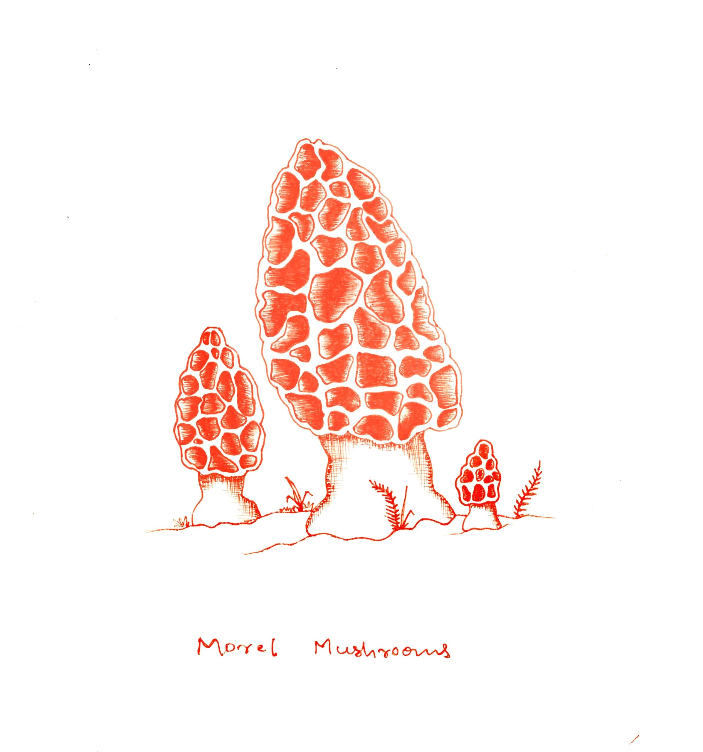 Mushrooms artwork